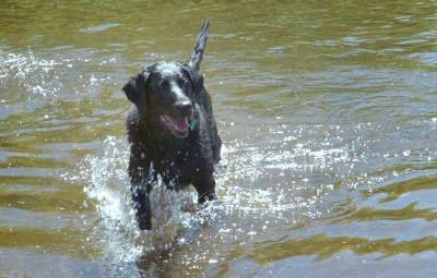 svart hund som springer i grunt vatten.