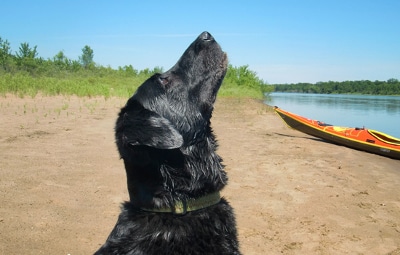 Cane nero guardando verso il cielo in spiaggia.