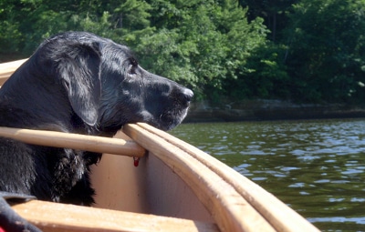 Black dog sitting at the side of canoe in lake. 