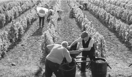 Vintage men harvesting the grapes for wine.