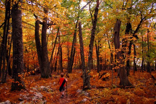 Boy walking in the jungle on the orange red leaves in autumn season.