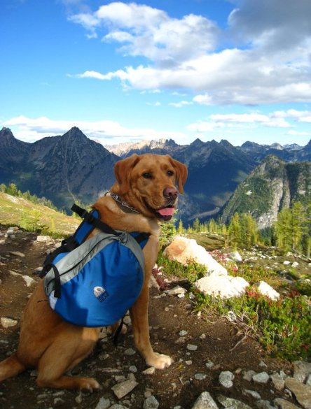 Dog with backpack hiking on mountains landscape scene.