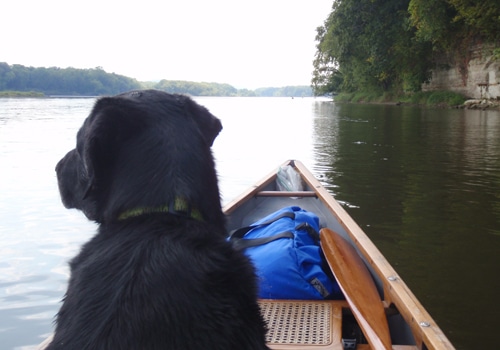 Black dog sitting in front of canoe in lake.