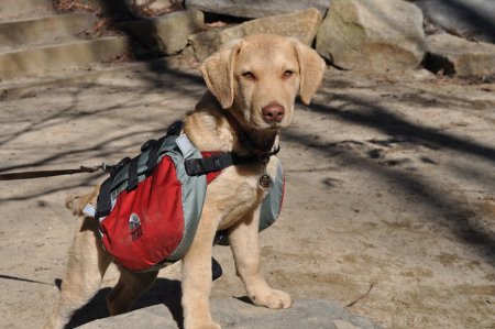 Dog wearing backpack.