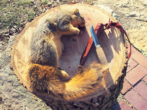 Ein totes Eichhörnchen und ein Messer auf einem Holzstamm.