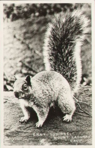 Small gray squirrel on the ground.