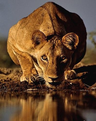 Leonessa dagli occhi intensi che beve il contatto visivo con l'acqua.