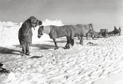ponies scott antarctic expedition ponies for hauling sleds