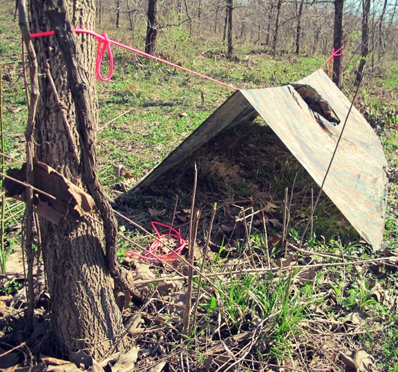 Making survival shelter from rain by binding with trees.