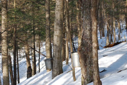 sugarbush