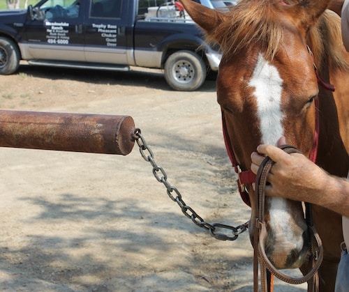 Vintage Tom left the horse harness on the hors and tied him to a hitching post for safety purposes.