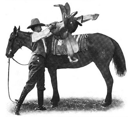 Vintage man cowboy throwing saddle onto horse.