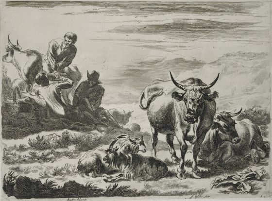 Northern European herdsmen cattle illustration. 