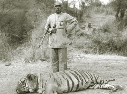 Vintage man hunter posing with dead tiger. 