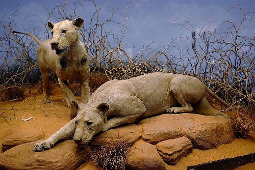 The Ghost and the Darkness tsavo lions museum display
