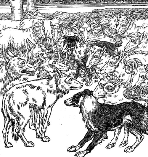 Illustration sheepdog protecting sheep from wolves. 