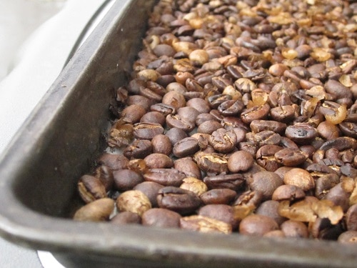 Fresh roasted coffee beans cooling in cookie tray.