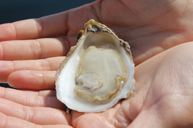 Vintage man holding Shuck an Oyster in his hand.