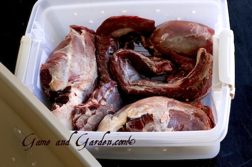 Venison deer meat aging in tub.