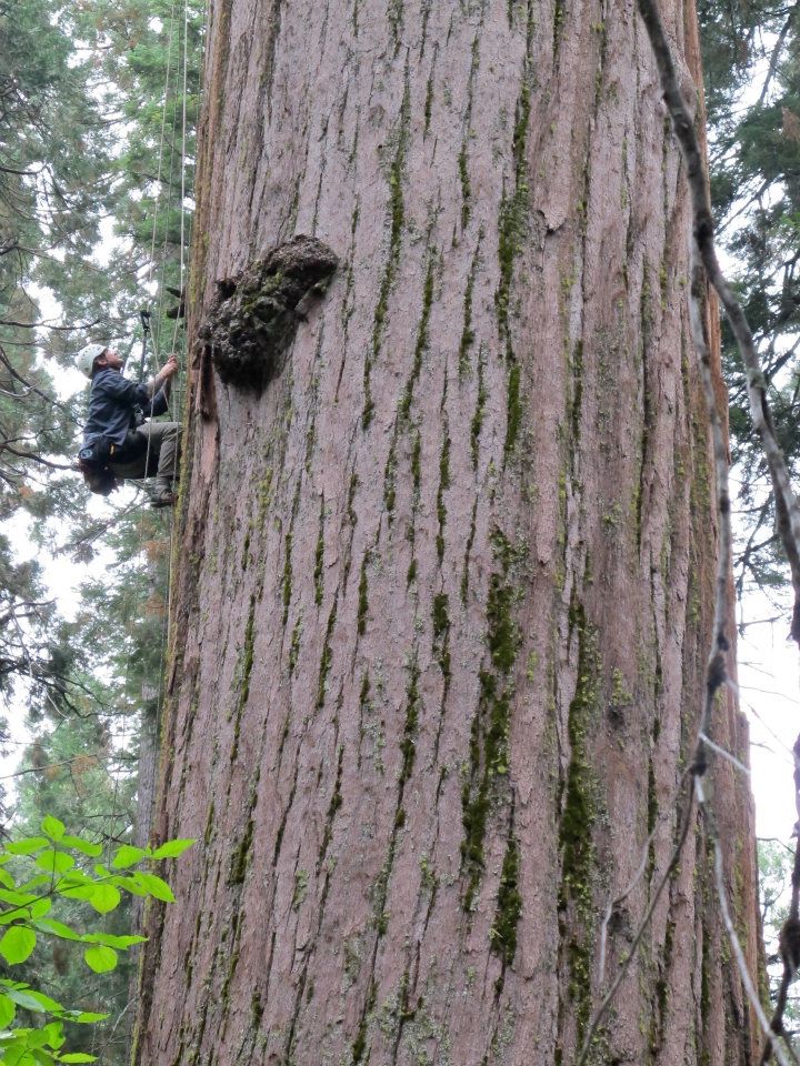 Man climbing giant redwood tree.