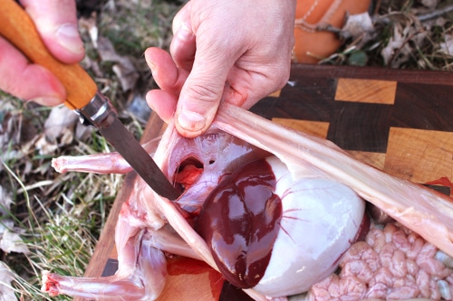 Now it’s time to remove all the innards. Be sure to cut into the chest cavity where the heart and lungs are. There is a membrane that separates the chest cavity from the intestines.