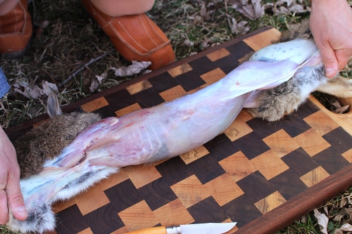 rabbit being skinned field dressed