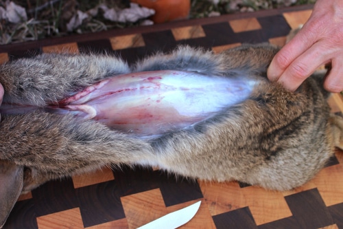 rabbit being skinned field dressed