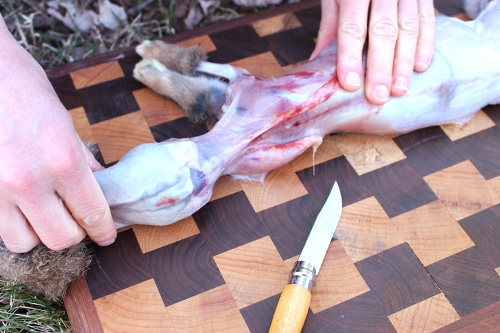 Continue pulling the hide off the rear. The tail may or may not come off. Pull the front up around the neck just to the base of the skull.