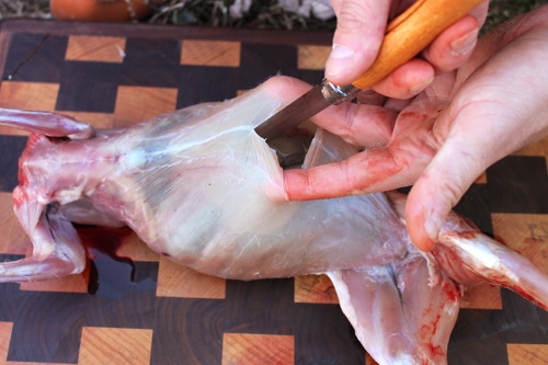 Using two fingers to lift the skin away from the intestines, run the knife up to the ribcage and down to the pelvis.