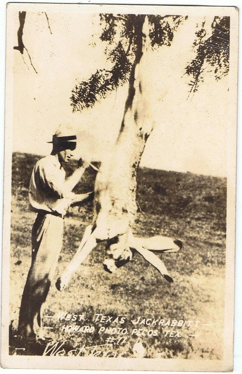 Man cutting rabbit hanging from tree. 