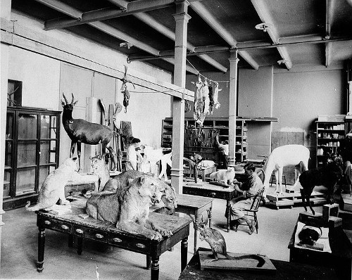 teddy theodore roosevelt taxidermy trophy room
