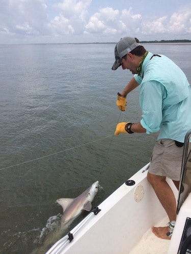 10 sandbar shark