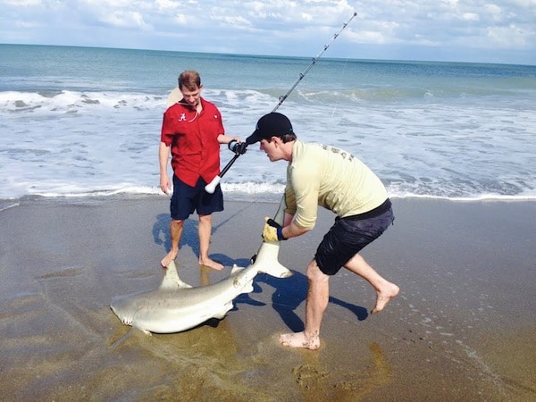 12 Landing Shark