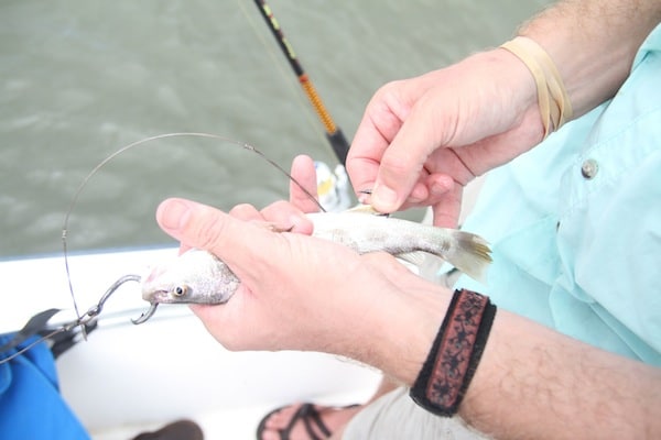 5 Rigged Whiting