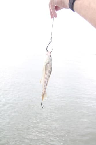 6 Rigged Whiting
