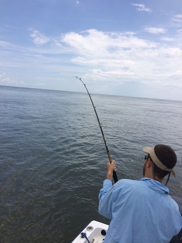 The author reels in a sandbar shark.