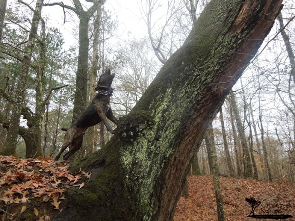 a Mountain Cur, treeing a squirrel on a hunt in Mississippi.