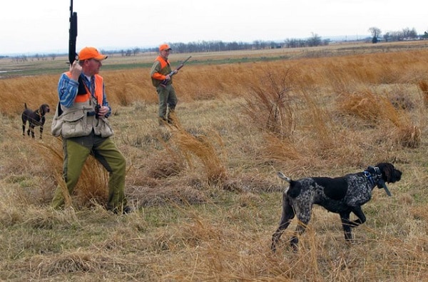 Two German Shorthaired Pointers locating pheasants