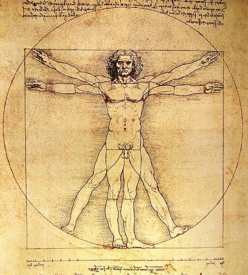 Vitruvian man on anatomy illustration. 