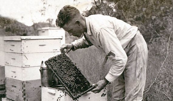 Vintage man beekeeper with hives in field.