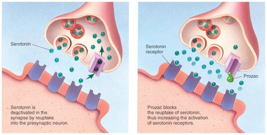 how prozac works illustration
