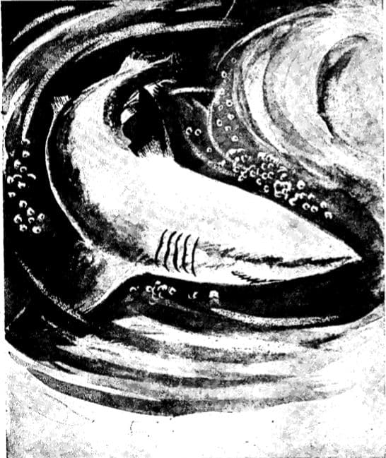 White shark illustration.