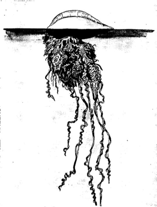 PORTUGUESE Man of War illustration.