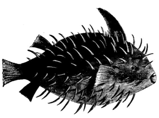 Sea Porcupine illustration.