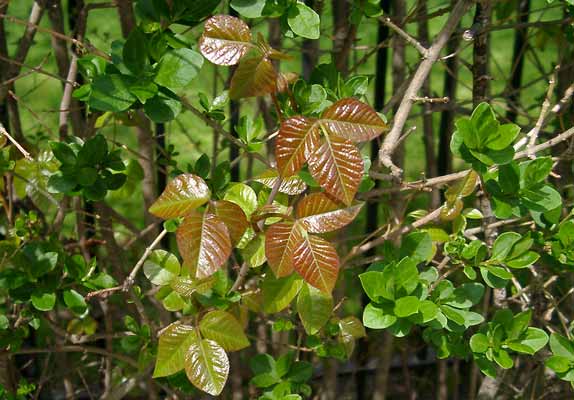 poison oak plant red