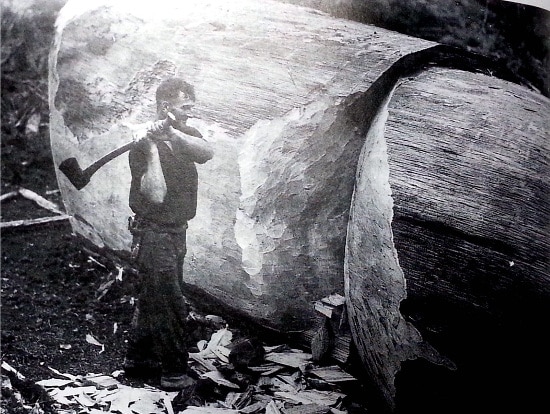 Vintage man chopping giant tree.