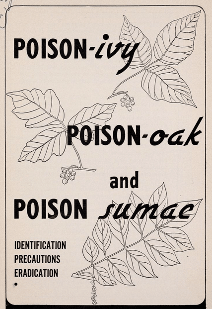 Illustration of poison in Ivy, oak and sumac.