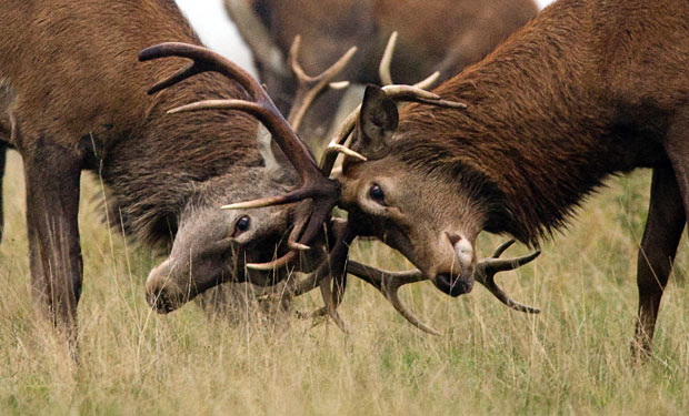 Male Deer Fighting Bucks with Antlers Engaged.