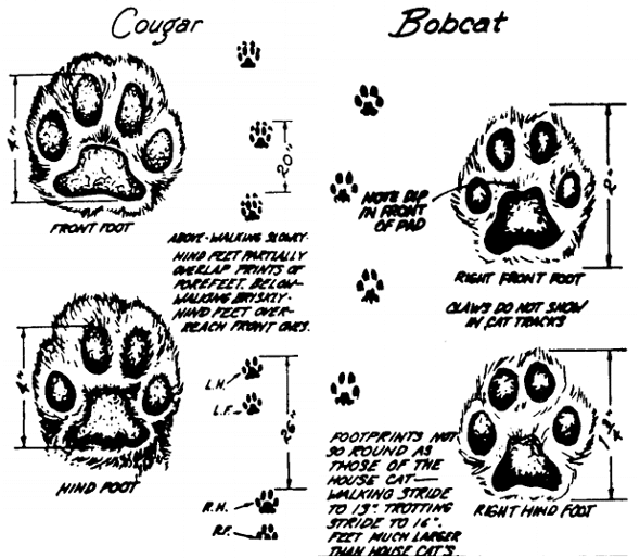 How to identify cougar bobcat paws tracks illustration.