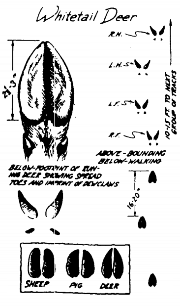 How to identify whitetail deer foot prints illustration. 